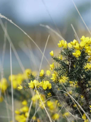 gorse bush in the New Forest