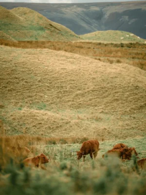 cows in bakewell