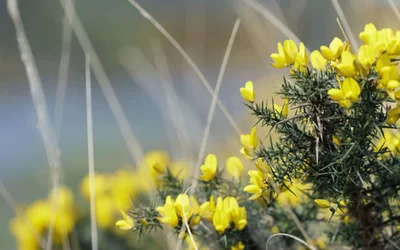 Image of New Forest gorse